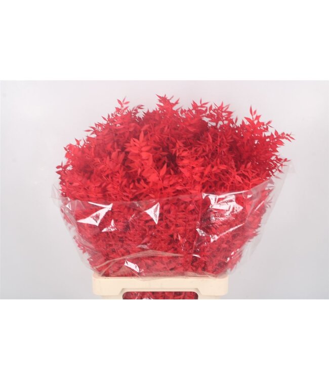 Ruscus. Red Per Stem ( x 25 )