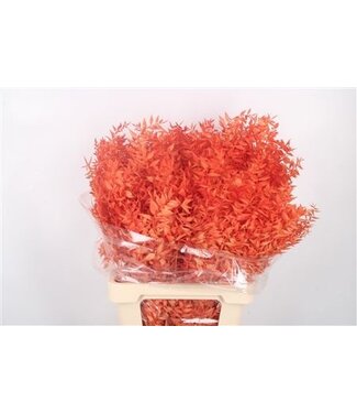 Florimo Fresh Flowers Ruscus. Orange Per Stem ( x 25 )