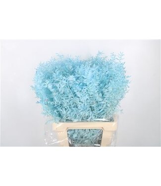 Florimo Fresh Flowers Ruscus. Light Blue Per Stem ( x 25 )