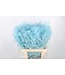 Ruscus. Light Blue Per Stem ( x 25 )