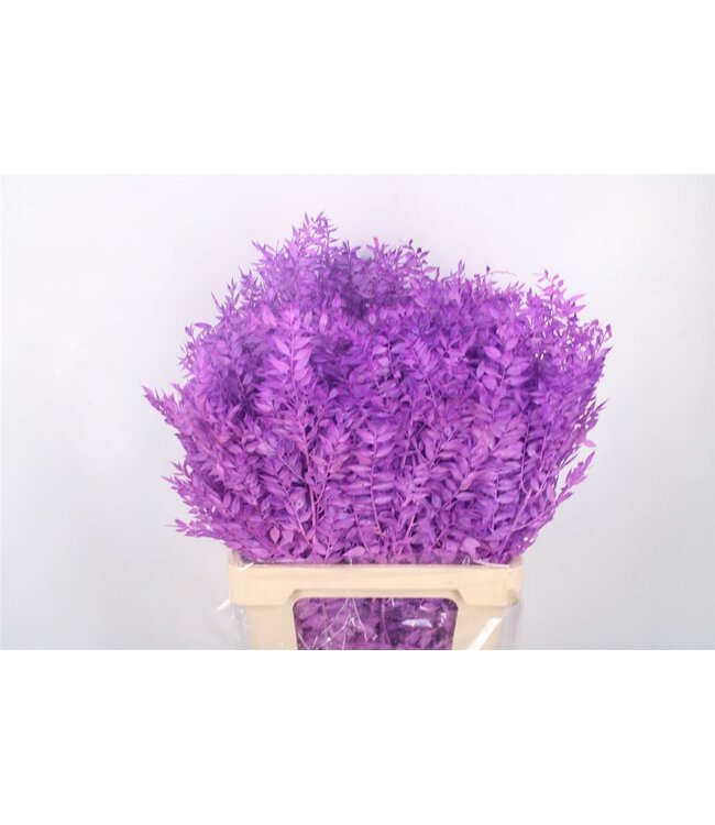 Ruscus. Lavendel Per Stem ( x 25 )
