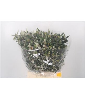 Florimo Fresh Flowers Steeneik Per Bunch ( x 5 )