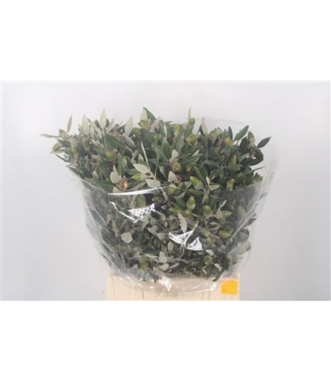 Steeneik Per Bunch ( x 5 )