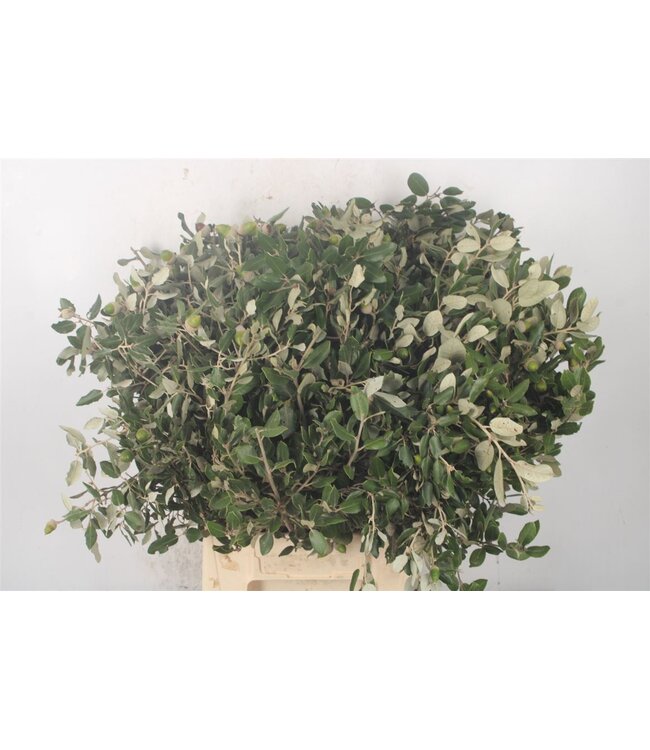 Steeneik Per Bunch ( x 5 )