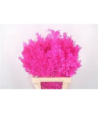 Florimo Fresh Flowers Ruscus. Cerise Per Stem ( x 25 )