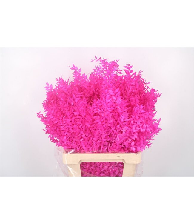 Ruscus. Cerise Per Stem ( x 25 )