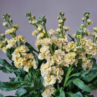 Florimo Fresh Flowers Fresh Stock | Matthiola Incana Premium Yellow | Length ± 70 centimeters | Per 10 flowers