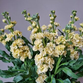 Florimo Fresh Flowers Verse Levkojen | Matthiola Incana Premium Gelb | Länge ± 70 Zentimeter | Pro 10 Blumen