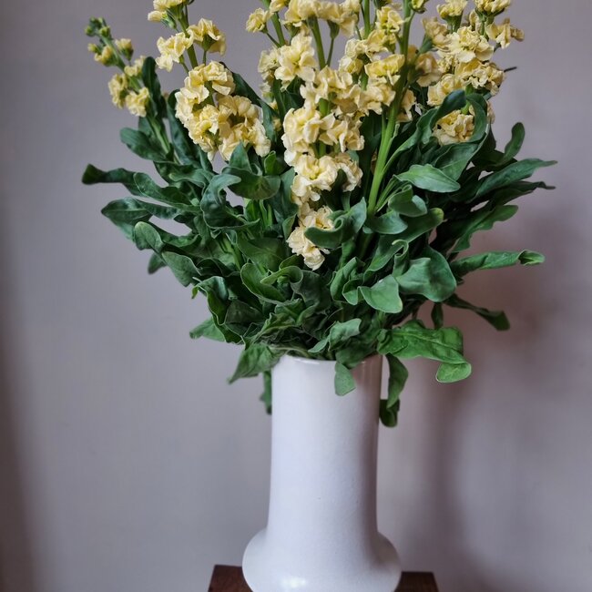 Verse Violieren | Matthiola Incana Premium Yellow | Lengte ± 70 centimeter  | Per 10 bloemen te bestellen