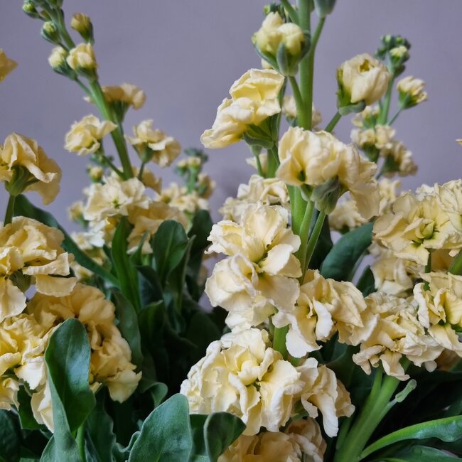 Frische Levkojen | Matthiola Incana Premium Gelb | Länge ± 70 Zentimeter | Pro 10 Blumen bestellbar