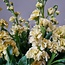 Fresh Stocks | Matthiola Incana Premium Yellow | Length ± 70 centimeters | Available per 10 flowers