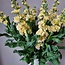 Verse Violieren | Matthiola Incana Premium Yellow | Lengte ± 70 centimeter  | Per 10 bloemen te bestellen