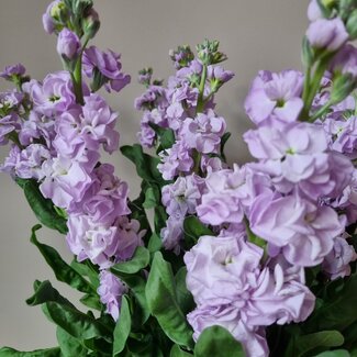 Florimo Fresh Flowers Verse Violieren | Matthiola Incana Premium Lavendel | Lengte ± 65 centimeter  | Per 10 bloemen