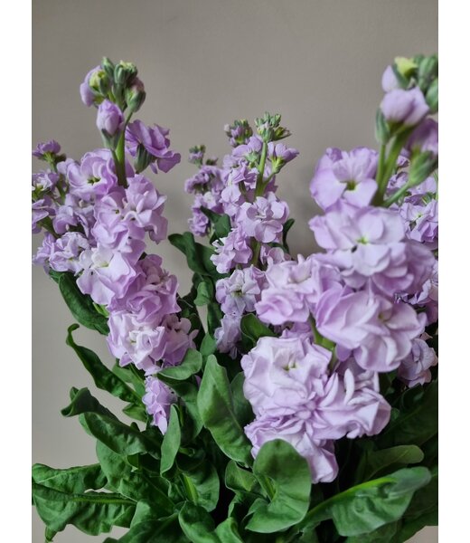 Florimo Fresh Flowers Verse Violieren | Matthiola Incana Premium Lavendel | Lengte ± 65 centimeter  | Per 10 bloemen