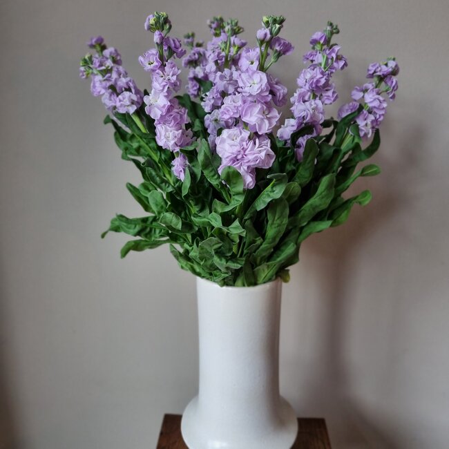Fresh Stock | Matthiola Incana Premium Lavender | Length ± 65 centimeters | Available per 10 flowers