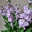 Fresh Stock | Matthiola Incana Premium Lavender | Length ± 65 centimeters | Available per 10 flowers
