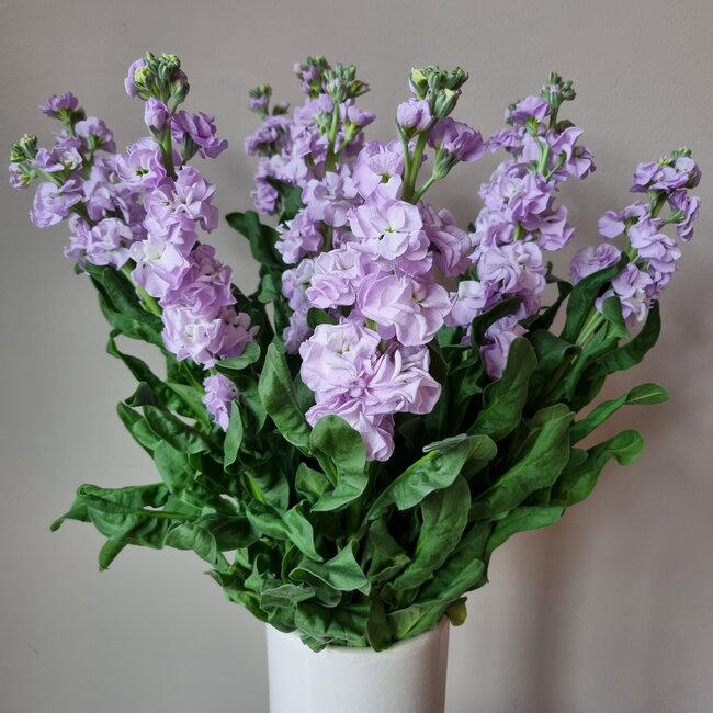 Fresh Stock | Matthiola Incana Premium Lavender | Length ± 65 centimeters | Available per 10 flowers