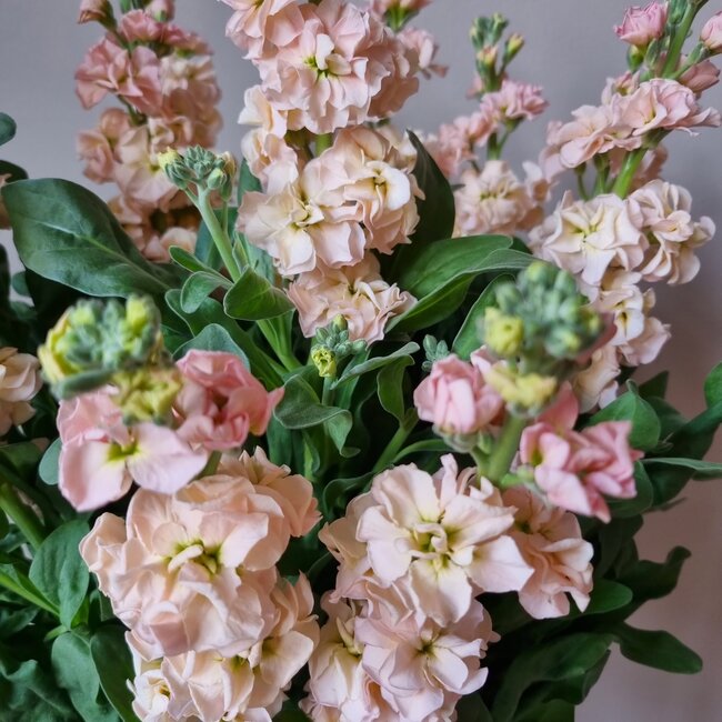 Frische Levkojen | Matthiola Incana Premium Apricot | Länge ± 65 Zentimeter | Pro 10 Blumen bestellbar