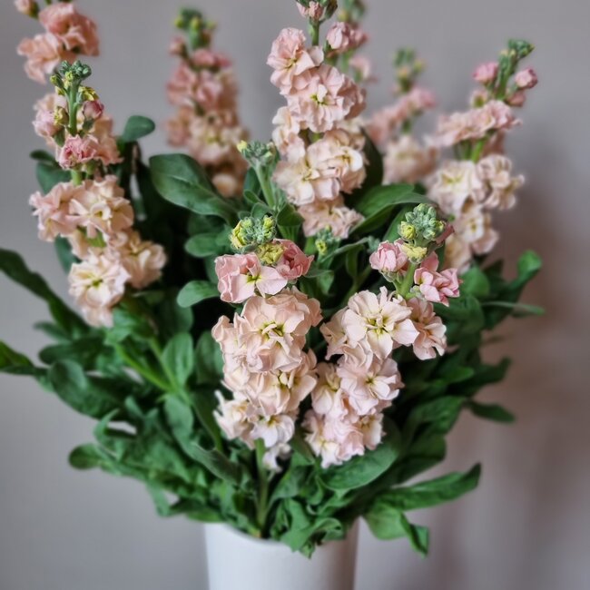 Frische Levkojen | Matthiola Incana Premium Apricot | Länge ± 65 Zentimeter | Pro 10 Blumen bestellbar