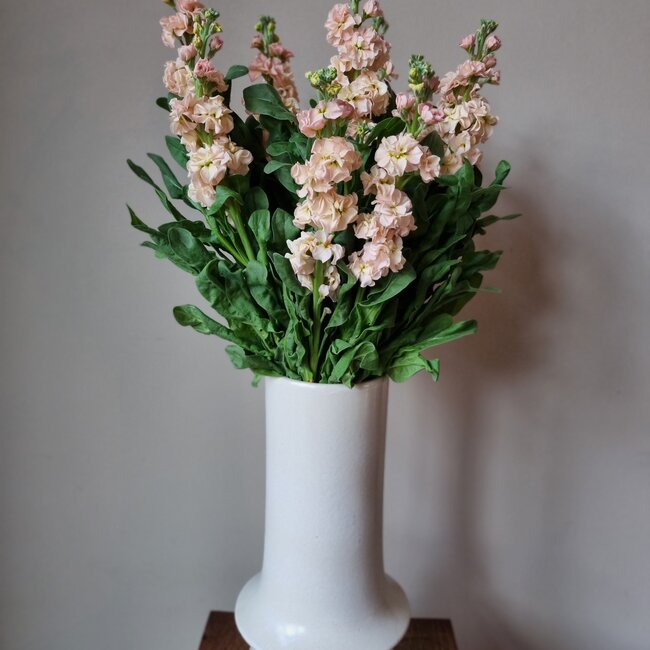 Frische Levkojen | Matthiola Incana Premium Apricot | Länge ± 65 Zentimeter | Pro 10 Blumen bestellbar