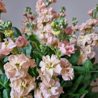 Florimo Fresh Flowers Frische Levkojen | Matthiola Incana Premium Apricot | Länge ± 65 Zentimeter | Pro 10 Blumen