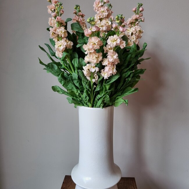 Frische Levkojen | Matthiola Incana Premium Apricot | Länge ± 65 Zentimeter | Pro 10 Blumen bestellbar