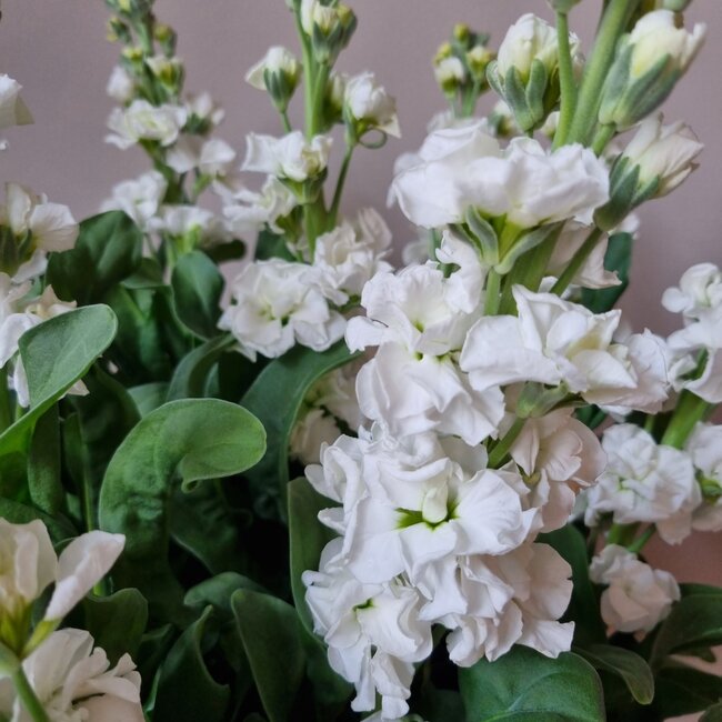 Fresh Stocks | Matthiola Incana Premium White | Length ± 65 centimeters | Available to order per 10 flowers