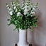 Verse Violieren | Matthiola Incana Premium White | Lengte ± 65 centimeter  | Per 10 bloemen te bestellen