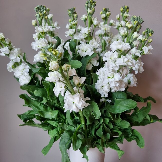 Frische Levkojen | Matthiola Incana Premium Weiß | Länge ± 65 Zentimeter | Pro 10 Blumen bestellbar