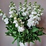 Frische Levkojen | Matthiola Incana Premium Weiß | Länge ± 65 Zentimeter | Pro 10 Blumen bestellbar