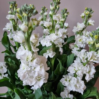 Florimo Fresh Flowers Frische Levkojen | Matthiola Incana Premium Weiß | Länge ± 65 Zentimeter | Pro 10 Blumen