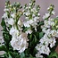 Frische Levkojen | Matthiola Incana Premium Weiß | Länge ± 65 Zentimeter | Pro 10 Blumen bestellbar