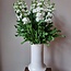 Verse Violieren | Matthiola Incana Premium White | Lengte ± 65 centimeter  | Per 10 bloemen te bestellen