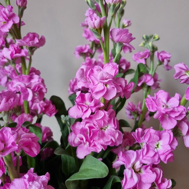 Fresh Stocks | Matthiola Incana Premium Pink | Length ± 70 centimeters | Available per 10 flowers