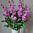 Verse Violieren | Matthiola Incana Premium Pink | Lengte ± 70 centimeter  | Per 10 bloemen te bestellen
