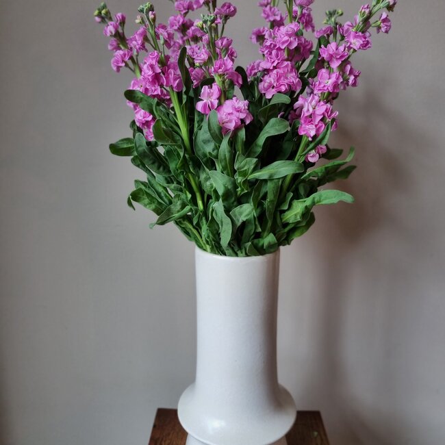 Fresh Stocks | Matthiola Incana Premium Pink | Length ± 70 centimeters | Available per 10 flowers