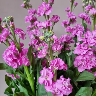 Florimo Fresh Flowers Verse Violieren | Matthiola Incana Premium Pink | Lengte ± 70 centimeter  | Per 10 bloemen