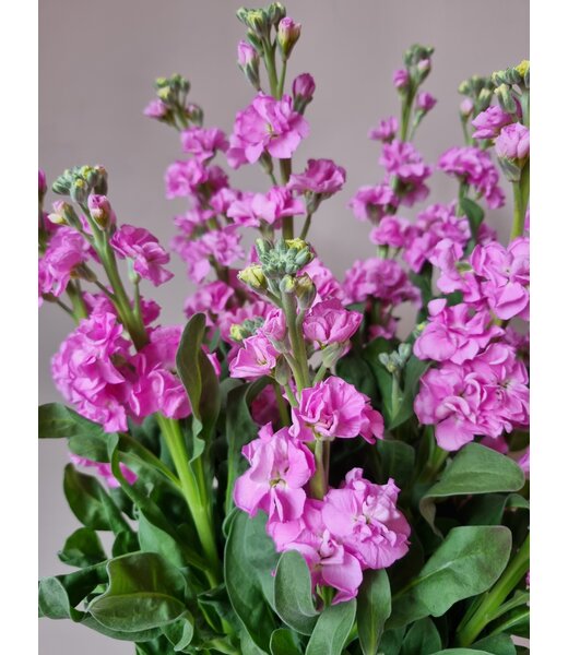 Florimo Fresh Flowers Verse Violieren | Matthiola Incana Premium Pink | Lengte ± 70 centimeter  | Per 10 bloemen