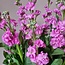 Verse Violieren | Matthiola Incana Premium Pink | Lengte ± 70 centimeter  | Per 10 bloemen te bestellen