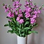 Fresh Stocks | Matthiola Incana Premium Pink | Length ± 70 centimeters | Available per 10 flowers