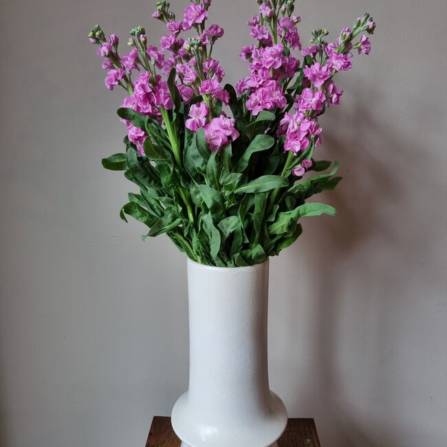 Fresh Stocks | Matthiola Incana Premium Pink | Length ± 70 centimeters | Available per 10 flowers