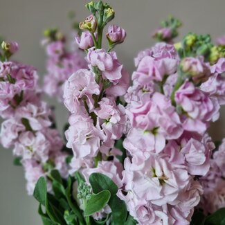 Florimo Fresh Flowers Frische Levkojen | Matthiola Incana Hellrosa | Länge ± 65 Zentimeter | Pro 10 Blumen