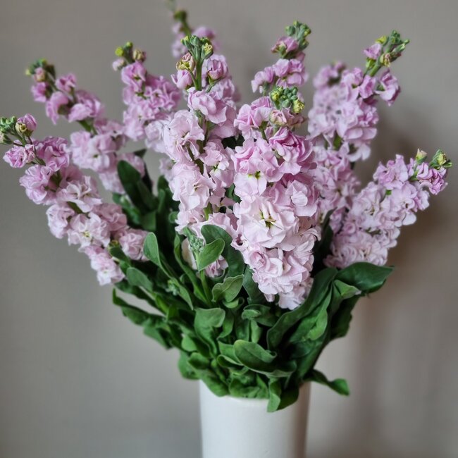 Fresh Stock | Matthiola Incana Light Pink | Length ± 65 centimeters | Available to order per 10 flowers