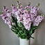Frische Levkojen | Matthiola Incana Hellrosa | Länge ± 65 Zentimeter | Pro 10 Blumen bestellbar