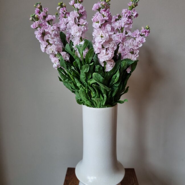 Verse Violieren | Matthiola Incana Light Pink | Lengte ± 65 centimeter  | Per 10 bloemen te bestellen
