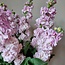 Verse Violieren | Matthiola Incana Light Pink | Lengte ± 65 centimeter  | Per 10 bloemen te bestellen