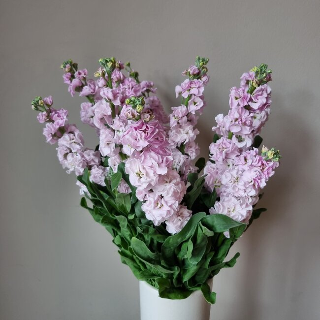 Frische Levkojen | Matthiola Incana Hellrosa | Länge ± 65 Zentimeter | Pro 10 Blumen bestellbar