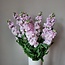 Fresh Stock | Matthiola Incana Light Pink | Length ± 65 centimeters | Available to order per 10 flowers