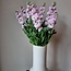 Frische Levkojen | Matthiola Incana Hellrosa | Länge ± 65 Zentimeter | Pro 10 Blumen bestellbar