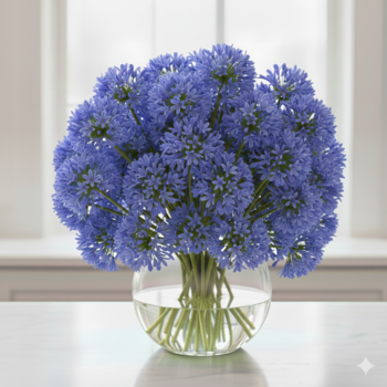 Agapanthus